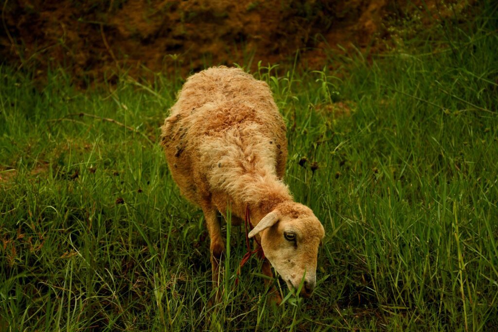 Bring grazing animals 