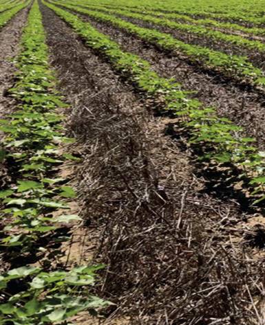 Natural Farming