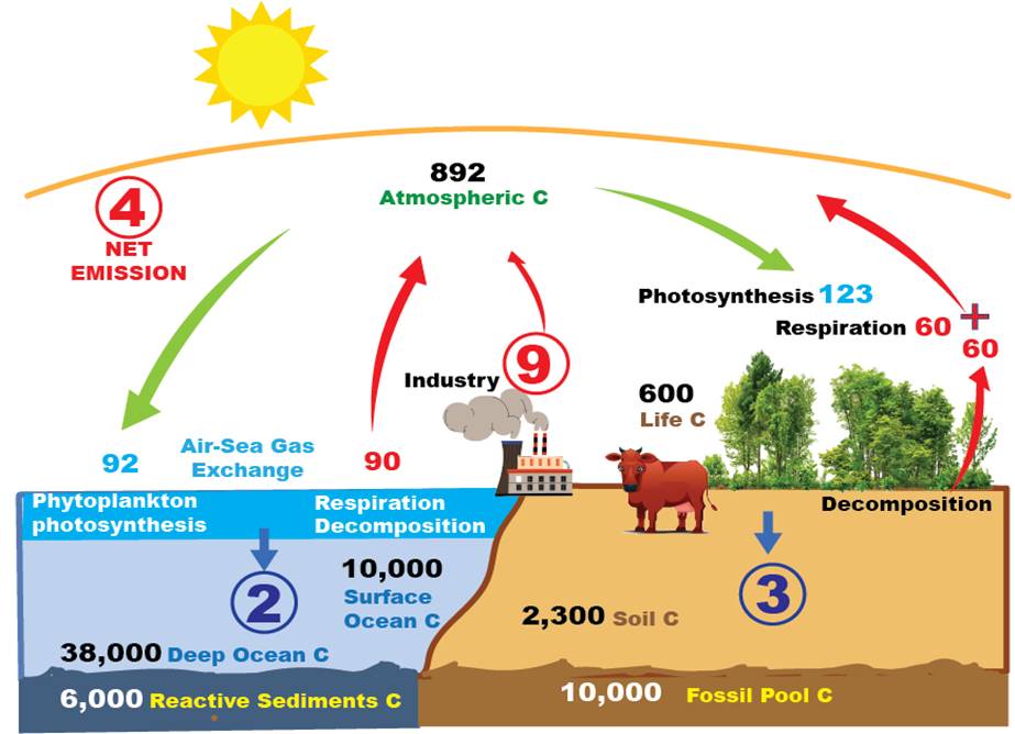 THE CARBON FLUX
