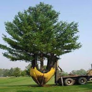 Tree Planting Jobs