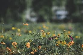 Agroforestry