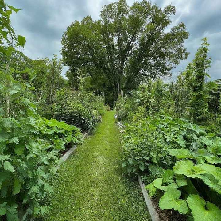 Agroforestry