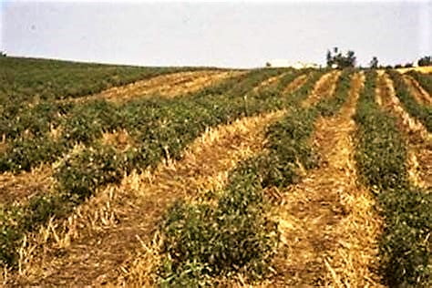 Keep the soil surface covered