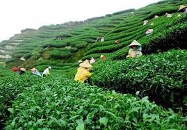 What is agroforestry-Simply Explained