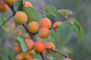 agroforestry benefits