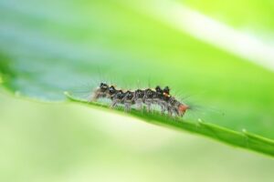agroforestry challenges