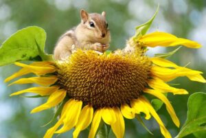 Protect Biodiversity