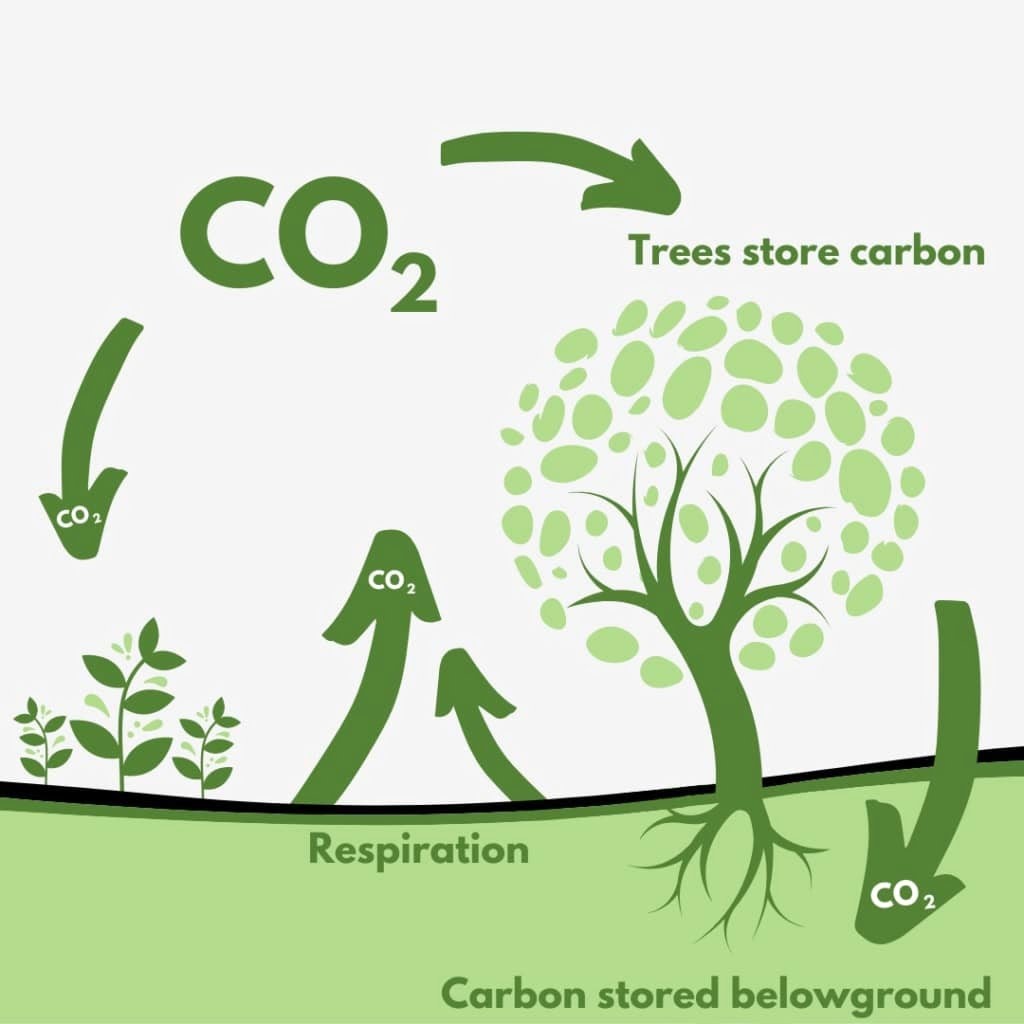 Carbon Revolve Service