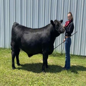 superiorlivestock