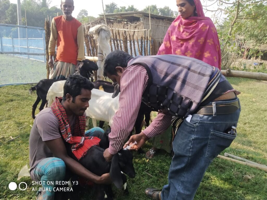 Animal Vaccination Campaign